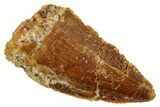 Bargain, Raptor Tooth - Real Dinosaur Tooth #265557-1